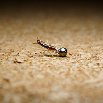 Муха нахлыст TFF SL Stone Fly Nymph #8 Tungsten 4.5mm 1g Pale Blue Dun/Lt Brown Back фото 1