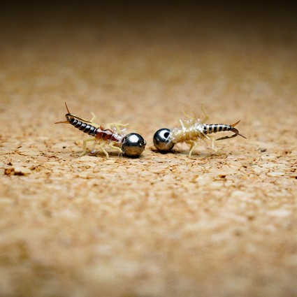 Муха нахлыст TFF SL Stone Fly Nymph #10 Tungsten 4.5mm 1g Pale Blue Dun/Lt Brown Back фото 2