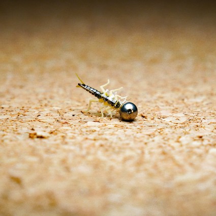 Муха нахлыст TFF SL Stone Fly Nymph #10 Tungsten 4.5mm 1g Pale Blue Dun/Natural Back фото 1