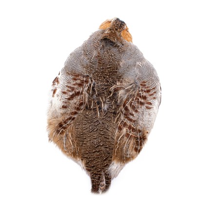 Половина шкуры куропатки Wapsi Hungarian Part Half Skin Natural фото