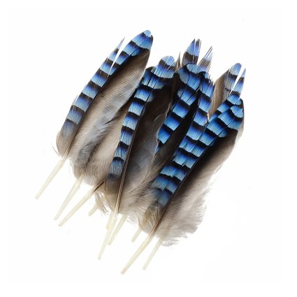 Перо сойка KS Blue Jey Lrg 12pcs фото